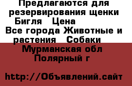 Предлагаются для резервирования щенки Бигля › Цена ­ 40 000 - Все города Животные и растения » Собаки   . Мурманская обл.,Полярный г.